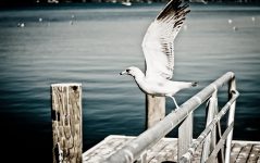 新手优化师看过来！巧记CPC、CPM、CPR等信息流广告计费模式-信息流广告投放学习网